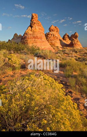 Brosse lapin fleurit près du tipi de formations de grès Coyote Buttes en Arizona du sud Banque D'Images