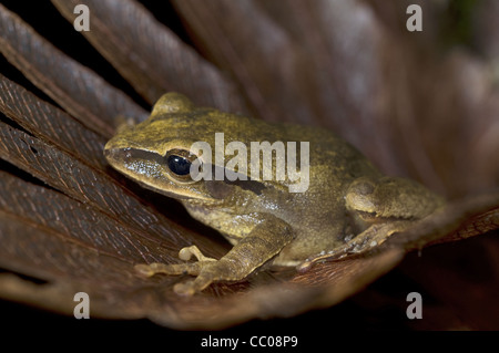 La grenouille d'arbre (Polypedates leucomystax) Banque D'Images