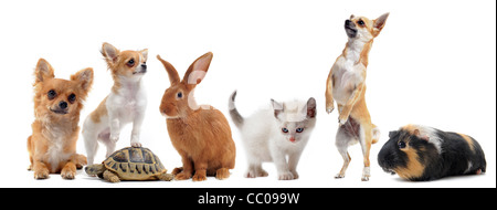 Groupe d'animaux domestiques in front of white background Banque D'Images