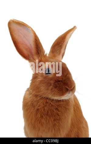 Jeune lapin fauve de Bourgogne in front of white background Banque D'Images