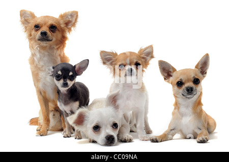 Groupe de chihuahua in front of white background Banque D'Images