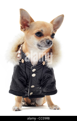 Chihuahua pure race habillé in front of white background Banque D'Images