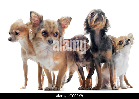 Groupe de chihuahua in front of white background Banque D'Images