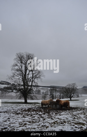 Deux vaches highland Perthshire manger dans un champ de foin. Le format Portrait avec un seul arbre au milieu de terrain et de neige au sol Banque D'Images