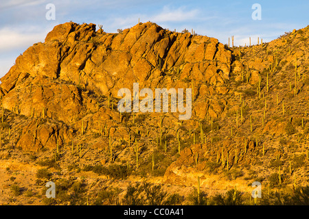 Cactus Saguaro cactus de taille moyenne, un arbre originaire de la désert de Sonora, couvrir les collines près de Tucson, AZ Banque D'Images