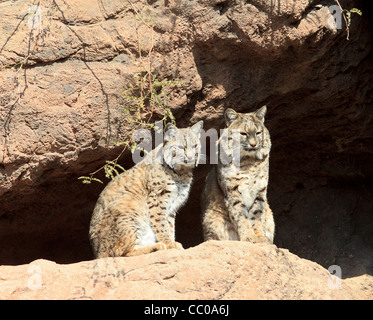 Deux lynx roux (Lynx rufus) à l'Arizona-Sonora Desert Museum en dehors de Tucson, AZ. Banque D'Images