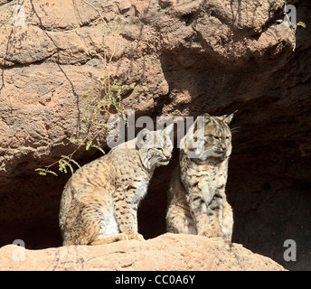 Deux lynx roux (Lynx rufus) à l'Arizona-Sonora Desert Museum en dehors de Tucson, AZ. Banque D'Images