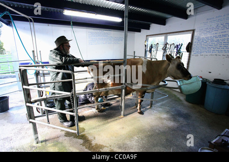 La nouvelle zelande agriculteur veille sur Jersey tandis que sa femme attache tétines pour machine à traire. Banque D'Images