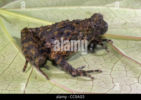 Xenophrys de grenouille sp. L'Arunachal Pradesh, Inde Banque D'Images