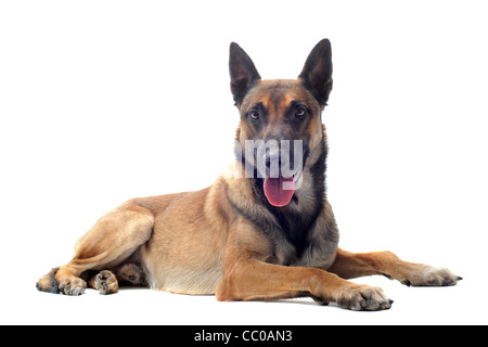 Belge malinois pure race, sheepdgog sur fond blanc Banque D'Images