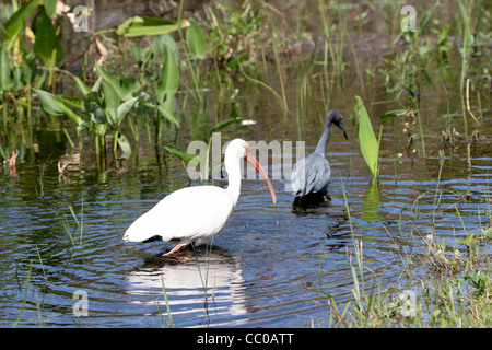 Un grand oiseau blanc avec de l'eau tournant avec son bec orange Banque D'Images