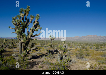 High Desert donnent sur le Lac Mead Arizona Banque D'Images