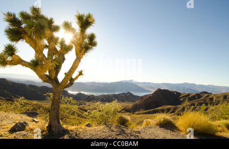 High Desert donnent sur le Lac Mead Arizona Banque D'Images