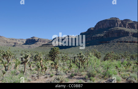 Arbres Yucca high desert West Grand Canyon Arizona Banque D'Images