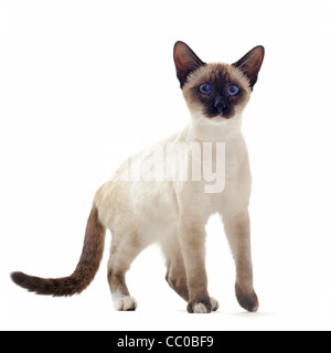 Beau chaton siamois pure race, in front of white background Banque D'Images