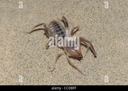 Le Camel Spider (Solifugae) Banque D'Images