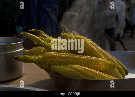 Le maïs (Zea mays), un grain de la nourriture à partir de la famille des Poacées. Banque D'Images