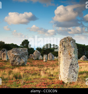Certains des 3000 mégalithes préhistoriques de Carnac, Bretagne, France, le long d'une soirée d'automne. Banque D'Images