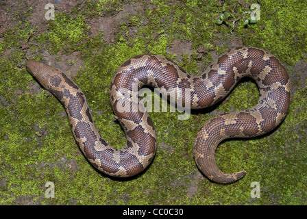 Sable commun BOA. Gongylophis conicus. non venimeux, politique Banque D'Images