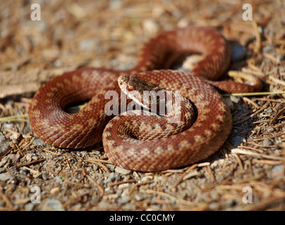 Close up of common European adder (Vipera berus) en été. Banque D'Images