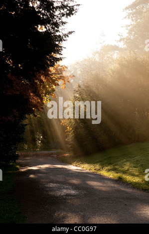 Westonbirt Arboretum en automne, Gloucestershire, Angleterre, Royaume-Uni Banque D'Images