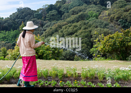 Tribu Karen young woman watering plants at garden Queen Sirikit dans le parc national de Doi Inthanon dans le nord de la Thaïlande Banque D'Images