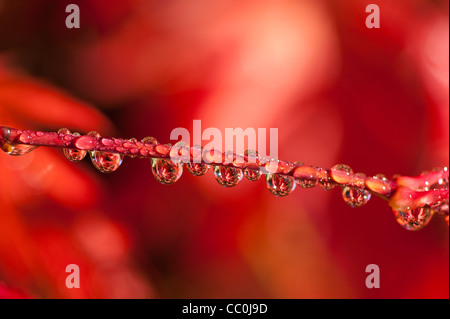 Les gouttelettes d'eau sur la tige d'un Acer palmatum, lisse, à l'automne de l'érable japonais Banque D'Images