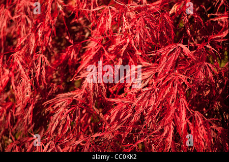 Acer palmatum var dissectum 'Crimson Queen', érable japonais 'Crimson Queen', à l'automne Banque D'Images