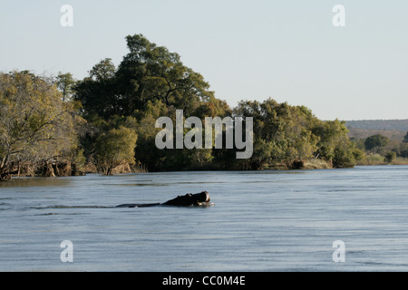 Hippo sur la rivière Zambezi (Zimbabwe/Zambie) Banque D'Images