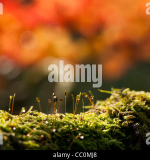 De plus en plus de mousse sur la branche d'Acer japonicum Banque D'Images