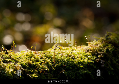 De plus en plus de mousse sur la branche d'Acer japonicum Banque D'Images