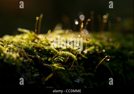 De plus en plus de mousse sur la branche d'Acer japonicum Banque D'Images