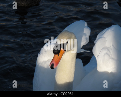 Portrait d'un cygne Banque D'Images