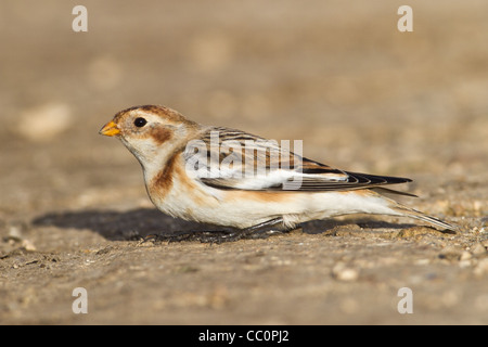 Homme Bruant des neiges (Plectrophenax nivalis), plus, Cambridgeshire, Angleterre, RU Banque D'Images