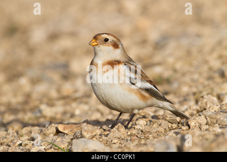 Homme Bruant des neiges (Plectrophenax nivalis), plus, Cambridgeshire, Angleterre, RU Banque D'Images