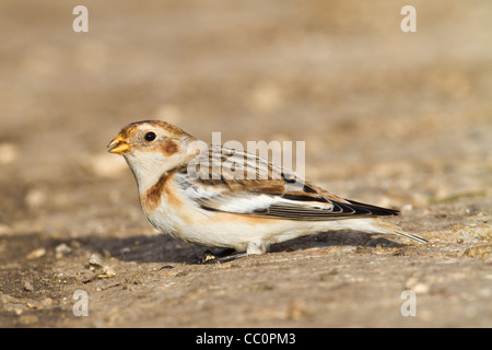 Homme Bruant des neiges (Plectrophenax nivalis), plus, Cambridgeshire, Angleterre, RU Banque D'Images