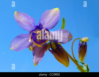 Olympique de captage (Aquilegia Olympica) - fleurs sur fond bleu. Banque D'Images