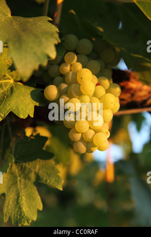 Raisins sur vigne près de Chanti, Toscane, Italie. Banque D'Images