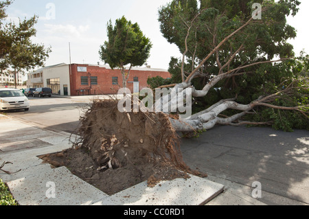 Une arborescence réduite due à des vents violents. Les vents de force ouragan renversé un grand nombre d'arbres. Banque D'Images