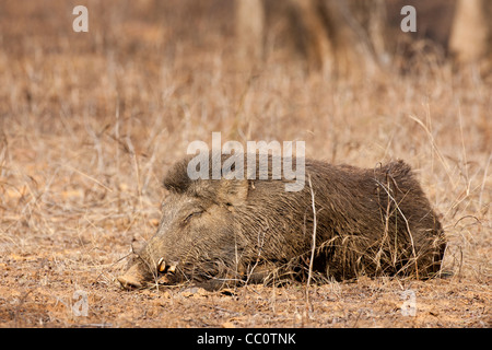 Sanglier, Sus scrofa, dans le Parc National de Ranthambhore, Rajasthan, Inde Banque D'Images