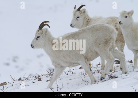 Le mouflon de Dall (Ovis dalli) brebis et agneau dans la neige en col Atigun, Brooks Range, monts, de l'Alaska en Octobre Banque D'Images