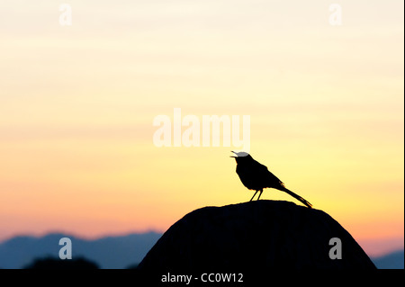 Motacilla maderaspatensis. Les sourcils blancs Bergeronnette Bergeronnette Pie (Grand) silhouette sur un rocher au lever du soleil en Inde Banque D'Images