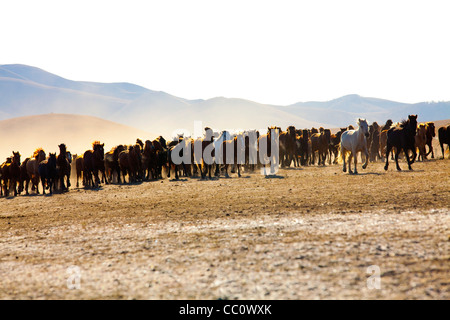 Un troupeau de chevaux qui courent en Mongolie Intérieure Banque D'Images