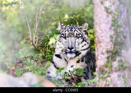 Snow Leopard - Panthera unica Banque D'Images