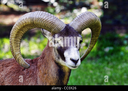 Mouflon européen - Ovis orientalis musimon Banque D'Images