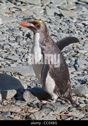 Macaroni Penguin (Eudyptes chrysolophus), Cooper Bay, la Géorgie du Sud Banque D'Images