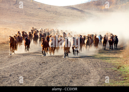 Un troupeau de chevaux qui courent en Mongolie Intérieure Banque D'Images