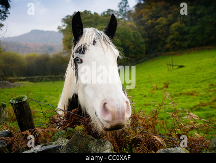 Friendly horse, Lake District Banque D'Images