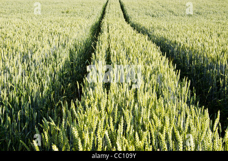 La voie du tracteur agricole marques laissées à l'automne de champ de blé. Prêt pour la récolte. Banque D'Images