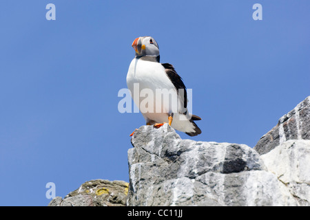 Un Macareux moine avec vue sur la mer du Nord à l'intérieur des Iles Farne Banque D'Images